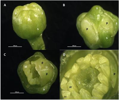 Advances in Citrus Flowering: A Review